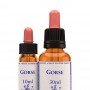 Gorse (Aulaga) 10 ml. | Flores de Bach HealingHerbs