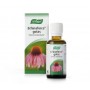 Echinaforce 50 ml. | A. Vogel